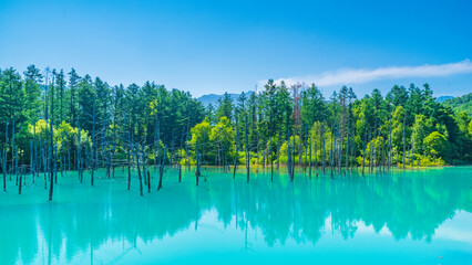 青い池　夏　快晴