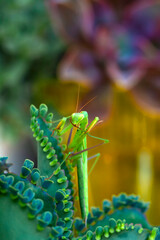 Close up of pair of Beautiful European mantis ( Mantis religiosa )