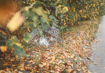 umbrella in autumn in the rain