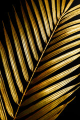 Dark and rich tropic minimalist creative photography of a golden palm leaf over a black canvas.