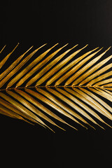 Obraz premium Dark and rich tropic minimalist creative photography of a golden palm leaf over a black canvas.