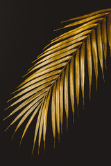 Dark and rich tropic minimalist creative photography of a golden palm leaf over a black canvas.