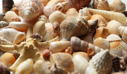 Starfish and beautiful seashells as background, closeup view