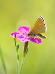 Brown summer butterfly Ochlodes sylvanus on a summer meadow sitting on a flower.