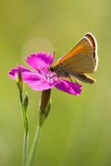 Brown summer butterfly Ochlodes sylvanus on a summer meadow sitting on a flower.