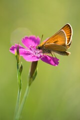 Brown summer butterfly Ochlodes sylvanus on a summer meadow sitting on a flower.