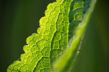 close up of green leaf