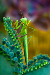 Close up of pair of Beautiful European mantis ( Mantis religiosa )
