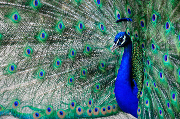 Naklejka premium Le paon