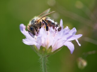 bee on flower