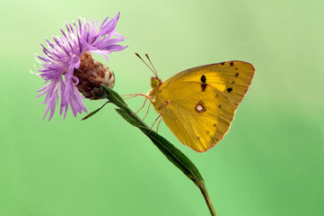 A wonderful Colias hyale sits on a summer day on a pink field flower