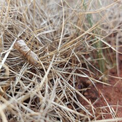 dry grass in the field