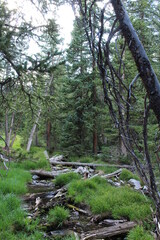 stream flowing through a mountain valley forest in Great Basin National Park