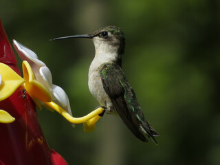 Closeup of a Ruby-throated Hummingbird eating at feeder.