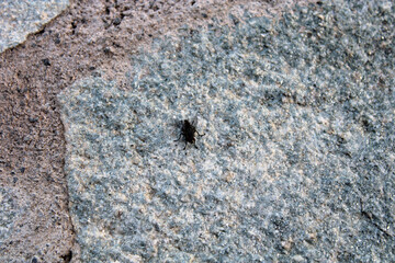 Dittero Musca mosca