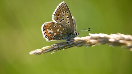 he Common Blue (Plebejus idas) is a species of diurnal butterfly in the blue family