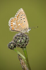 he Common Blue (Plebejus idas) is a species of diurnal butterfly in the blue family