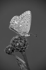 he Common Blue (Plebejus idas) is a species of diurnal butterfly in the blue family