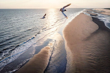 Drones View over the sandy beach with flying seabirds in front of camera.