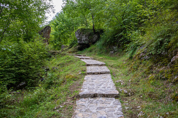 Obraz premium Walking path in the forest on a sunny summer day in Zlatibor, Serbia. The footpath passes through dense forest