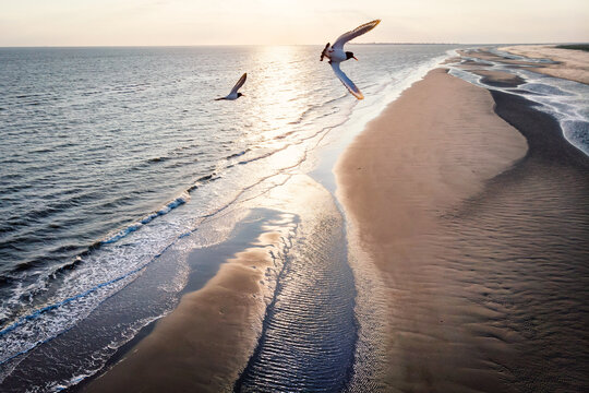 Drones View over the sandy beach with flying seabirds in front of camera.