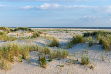 The green grass covered sand dunes of the Frisian island Juist in sunny summer light.