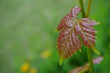 red vine leaf over green background