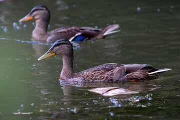 Two female Mallard ducks swim past a piece of rubbish on the grand union canal in southern England in July.