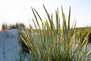 Long blades of green grass backlit on a dune in sunlight.