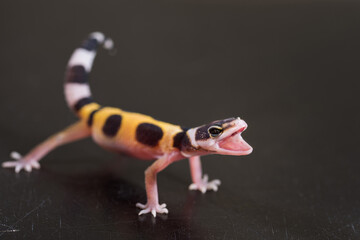 A cute leopard gecko stands in a defensive posture. Little lizard (Eublepharis Macularius).