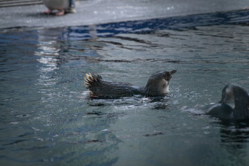 penguin in the water