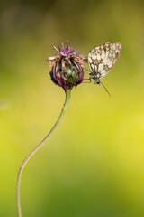 Brown summer butterfly on a summer meadow sitting on a flower.
