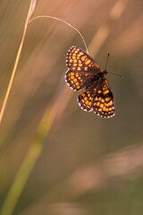 Brown summer butterfly on a summer meadow sitting on a flower.