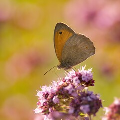 Brown summer butterfly on a summer meadow sitting on a flower.