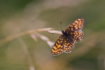 Obraz premium Brown summer butterfly on a summer meadow sitting on a flower.