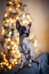 Peruvian hairless and chihuahua mix dog in festivaly decorated room with Christmass tree