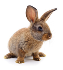 Brown rabbit on white.