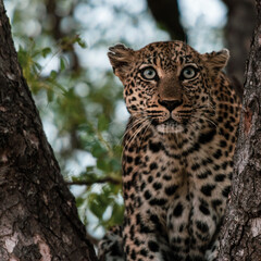 Alert Leopard in a tree in the Timbavati