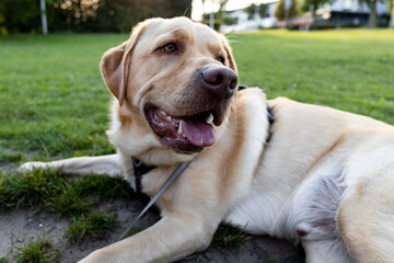 Naklejka na ściany i meble Blonde dudley labrador on a leash laying on grass with its tongue out