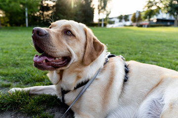 Blonde Dudley Labrador Leash Laying