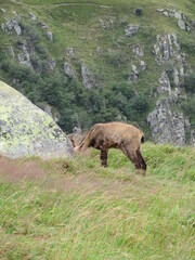 Fototapeta premium chamois