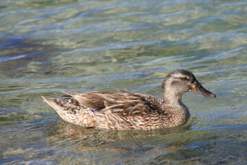 Ente