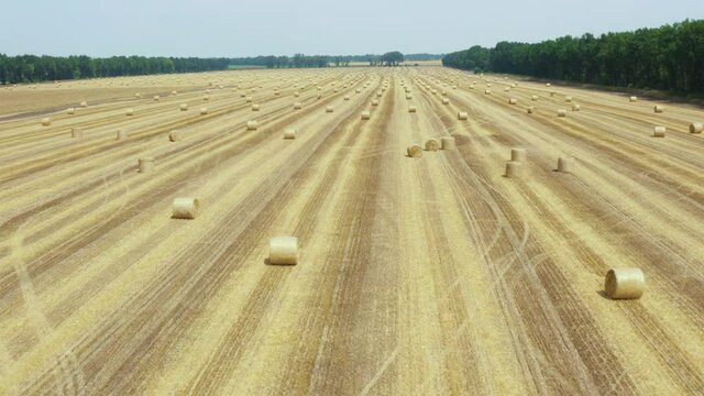 Aerial drone 4K footage of a large wheaten field with cylindrical haystacks in summer against the backdrop of a beautiful landscape.