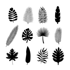Set black tropical silhouettes of palm leaves. Monstera, coconut, banana, mango, chamaedorea. Vector illustration on white background