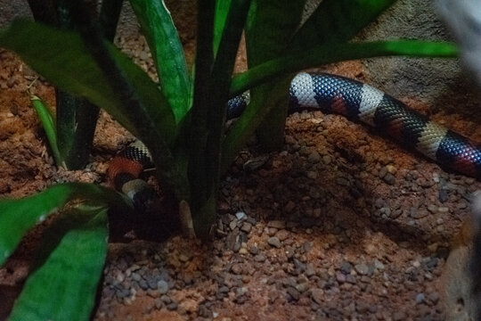 snake in the grass