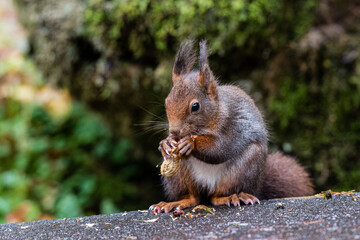 Naklejka na ściany i meble Red squirrel in the Black Forest 