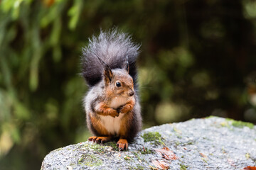 Red squirrel in the Black Forest 