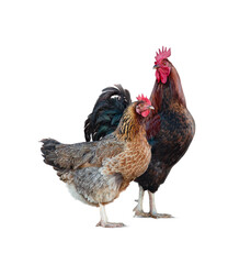 Rooster and chicken isolated over a white background