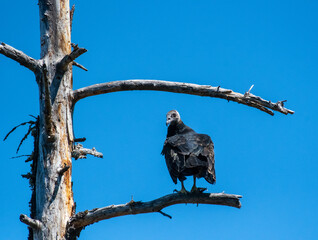 An somewhat disturbed turkey vulture in Ashland, Oregon
