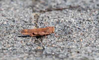 Grasshopper on the sidewalk